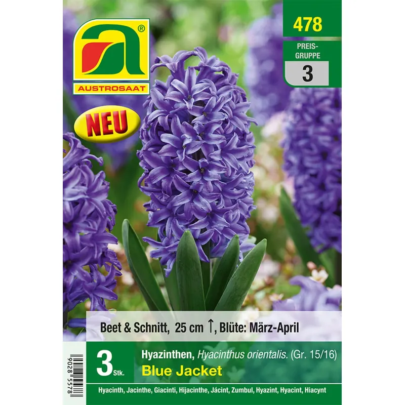 AUSTROSAAT Hyazinthen orientalis, Blue Jacket, Blau Gr. 15/16, 3 Stück