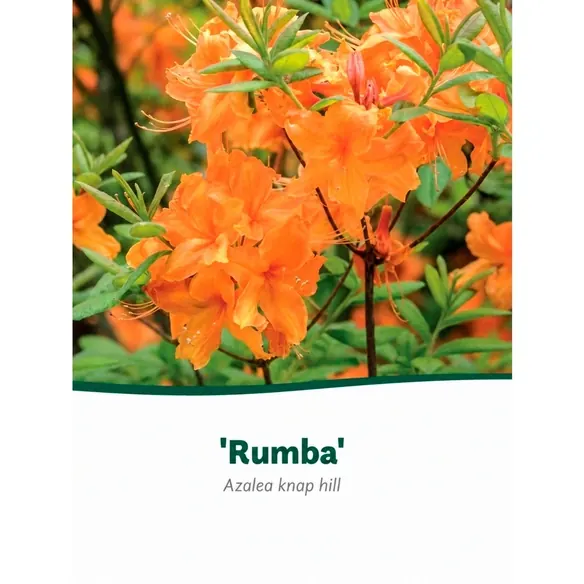 Azalee, Azalea luteum »Rumba«, orange, Höhe: 40 - 50 cm