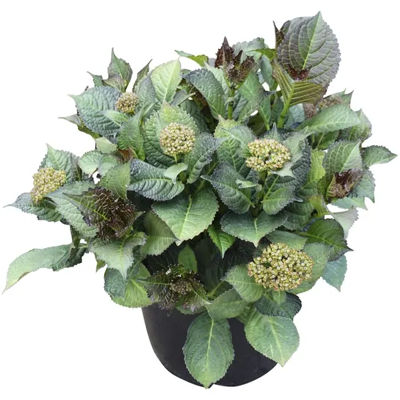 Bauernhortensie Hydrangea »Dark Angel Red«, Topf: 23 cm, Blüten: blauviolett