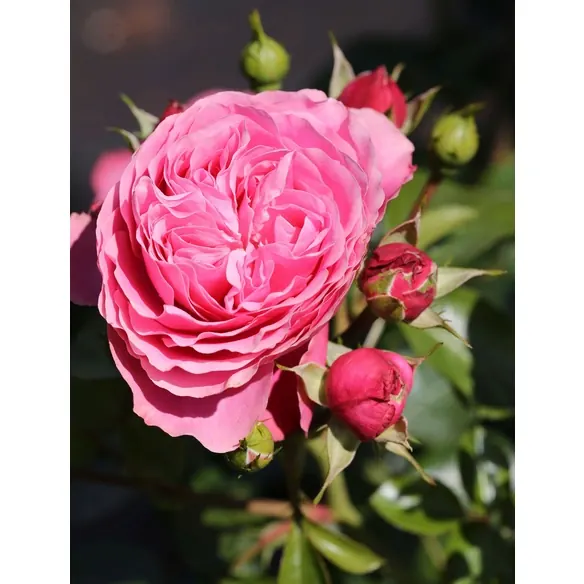Beetrose, Rosa »Leonardo Da Vinci -R-«, Blüte: rosa, gefüllt