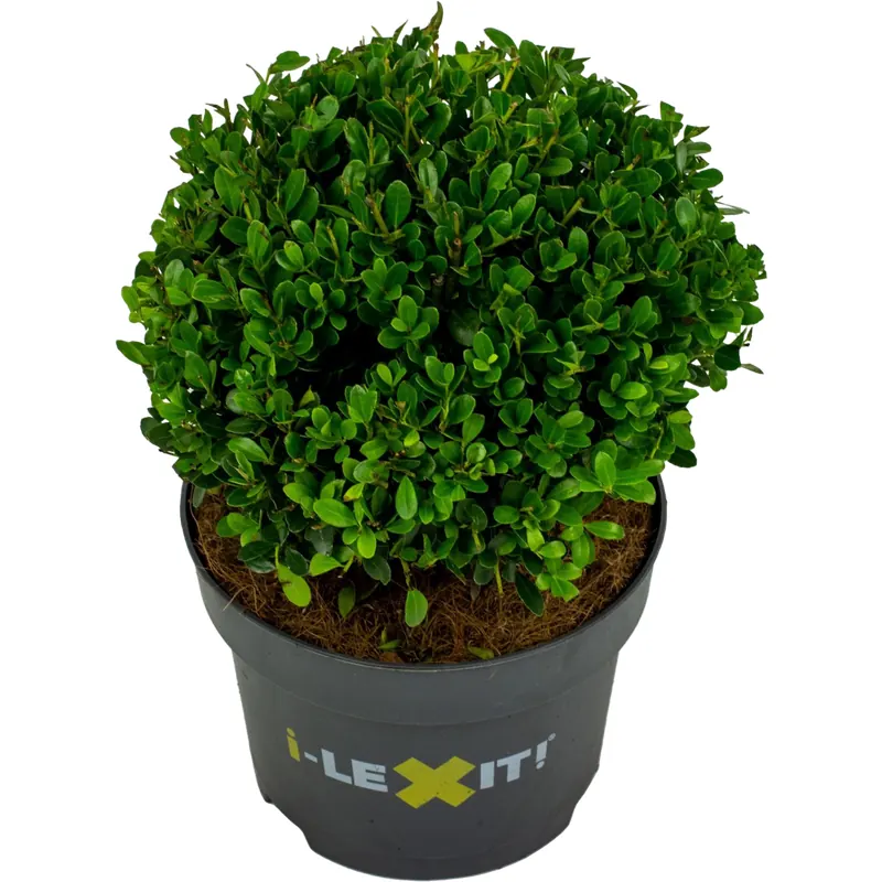 bloomling Ilex crenata 'Dark Green®', Kugel ca. Ø 20 cm