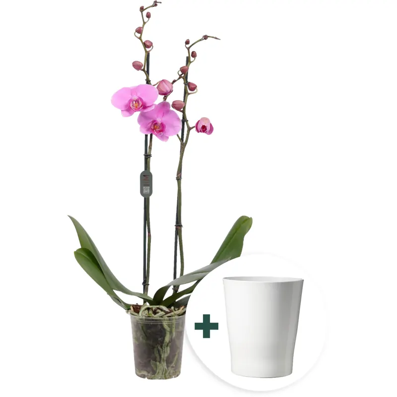 bloomling Schmetterlings-Orchidee 'Midi Dark Pink' inkl. Keramik-Übertopf