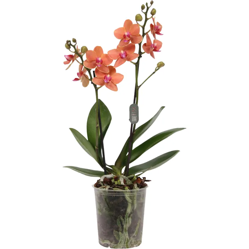 bloomling Schmetterlings-Orchidee 'Multi orange' - 2 Rispen