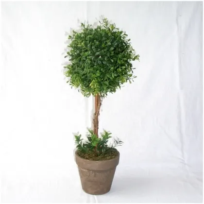 Buchsbaumstämmchen im Topf  H ca 48 cm B ca 19 cm