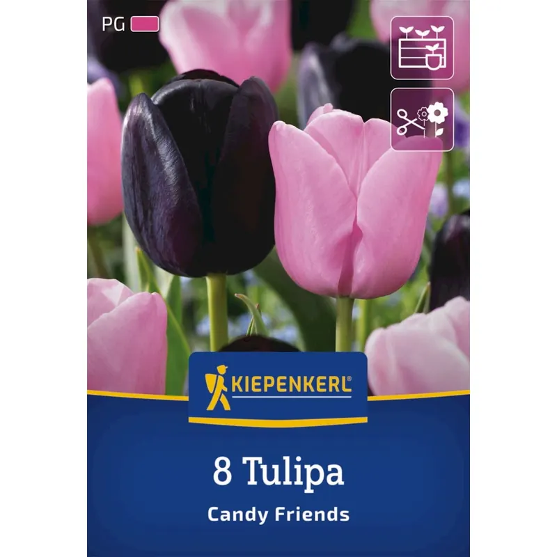 Kiepenkerl Tulpen Mix Candy Friends, 8 Stück